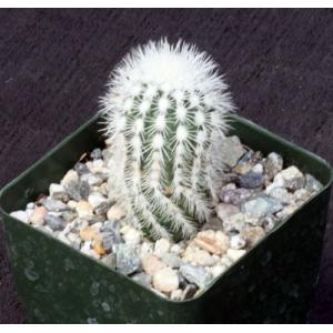 Echinocereus reichenbachii ssp. albispinus 4-inch pots