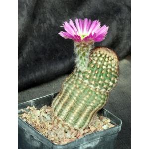 Echinocereus reichenbachii (minor)5-inch pots