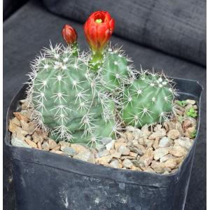 Echinocereus roemeri one-gallon pots