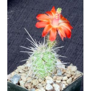 Echinocereus sanpedroensis 3-inch pots