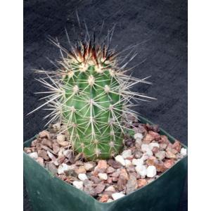 Echinocereus pacificus 5-inch pots