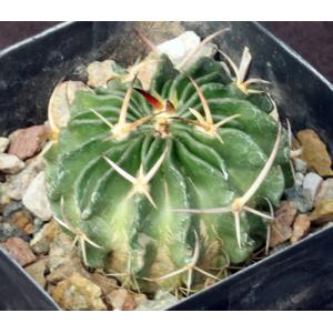 Echinofossulocactus guerreanus 4-inch pots