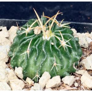 Echinofossulocactus guerreanus 4-inch pots