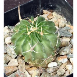 Echinofossulocactus guerreanus 4-inch pots