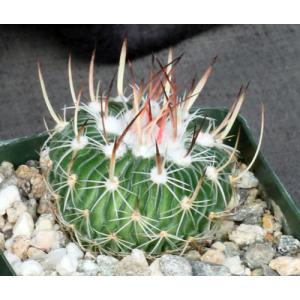Echinofossulocactus multicostatus 4-inch pots