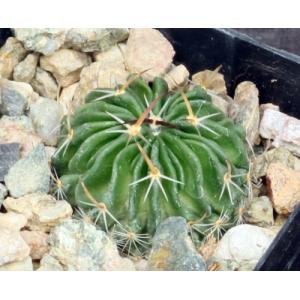 Echinofossulocactus violaciflorus 2-inch pots