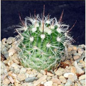 Echinofossulocactus zacatacacensis 3-inch pots