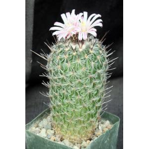 Echinofossulocactus zacatacacensis 4-inch pots