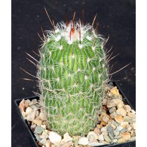 Echinofossulocactus zacatacacensis 5-inch pots
