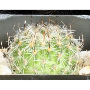 Echinofossulocactus albatus 2-inch pots