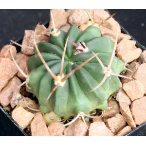 Stenocactus coptonogonus 2-inch pots