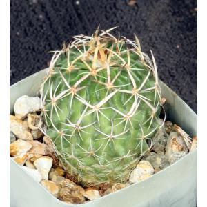Echinofossulocactus dichroacanthus 2-inch pots