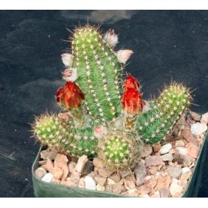 Echinopsis chamaecereus cv Giant Peanut 5-inch pots