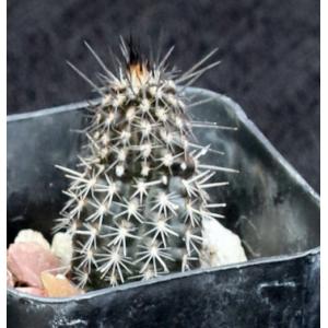 Echinopsis mirabilis 2-inch pots