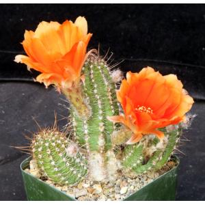 Echinopsis chamaecereus cv Giant Peanut 4-inch pots