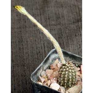 Echinopsis mirabilis 2-inch pots