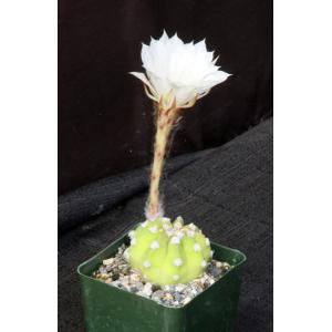 Echinopsis subdenudata cv Fuzzy Navel 4-inch pots
