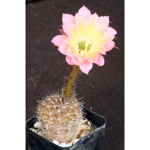 Echinopsis cv Schick Hybrid 2-inch pots