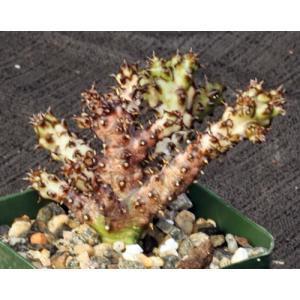 Edithcolea grandis 4-inch pots