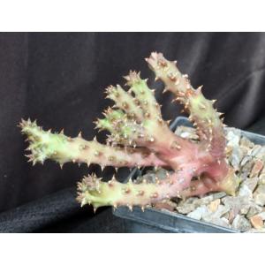 Edithcolea grandis 5-inch pots