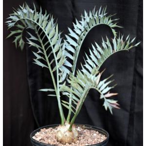 Encephalartos horridus (17) 15-gallon pots