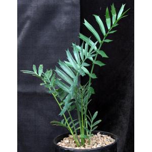 Encephalartos arenarius one-gallon pots