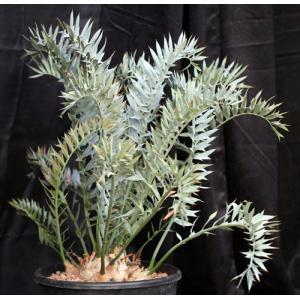 Encephalartos horridus (29) 15-gallon pots