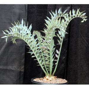 Encephalartos horridus (21) 5-gallon pots