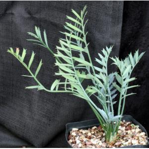 Encephalartos horridus one-gallon pots