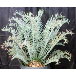 Encephalartos horridus (13) 15-gallon pots