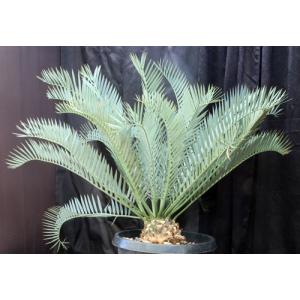 Encephalartos manikensis (11) 15-gallon pots
