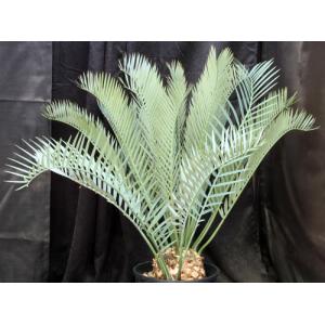 Encephalartos manikensis (22) 4-gallon pots