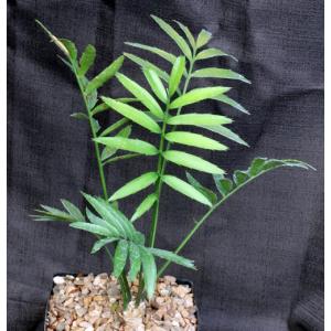 Encephalartos manikensis one-gallon pots