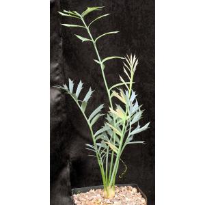 Encephalartos horridus one-gallon pots
