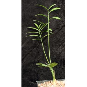 Encephalartos manikensis one-gallon pots