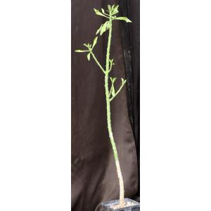 Endadenium gossweileri 5-inch pots
