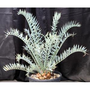 Encephalartos horridus (30) 4-gallon pots