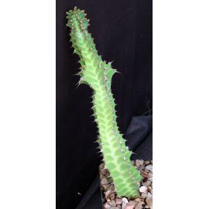 Euphorbia knobelii 5-inch pots
