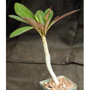 Euphorbia millotii 4-inch pots