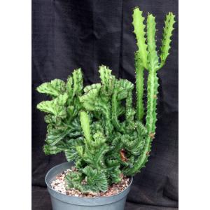 Euphorbia lactea crest 12-inch pots