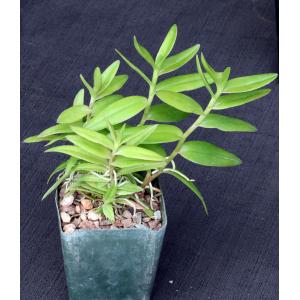 Epidendrum ellipticum (orange flower) 4-inch pots