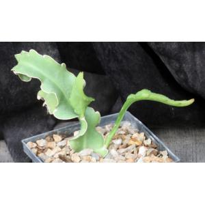 Epiphyllum guatemalense (monstrose) 5-inch pots