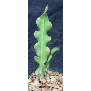 Epiphyllum guatemalense (monstrose) 4-inch pots