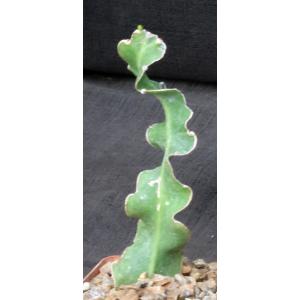 Epiphyllum guatemalense (monstrose) 4-inch pots