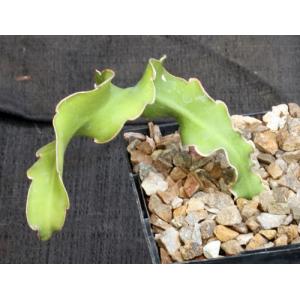 Epiphyllum guatemalense (monstrose) 5-inch pots