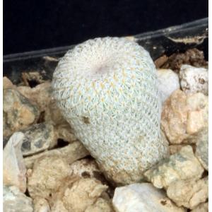 Epithelantha micromeris var. micromeris 2-inch pots