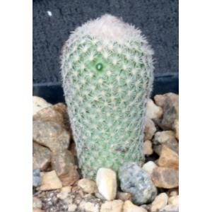 Epithelantha micromeris var. greggii 2-inch pots