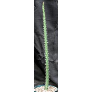 Harrisia adscendens 8-inch pots