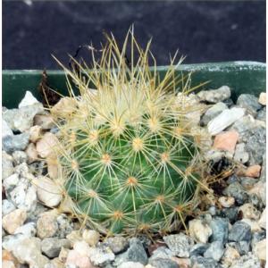 Eriosyce islayensis 2-inch pots