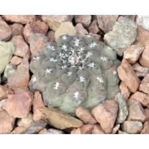 Eriosyce napina 4-inch pots